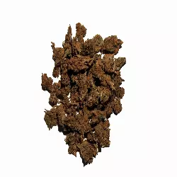 Purple Punch, une variété puissante aux saveurs délicieuses.